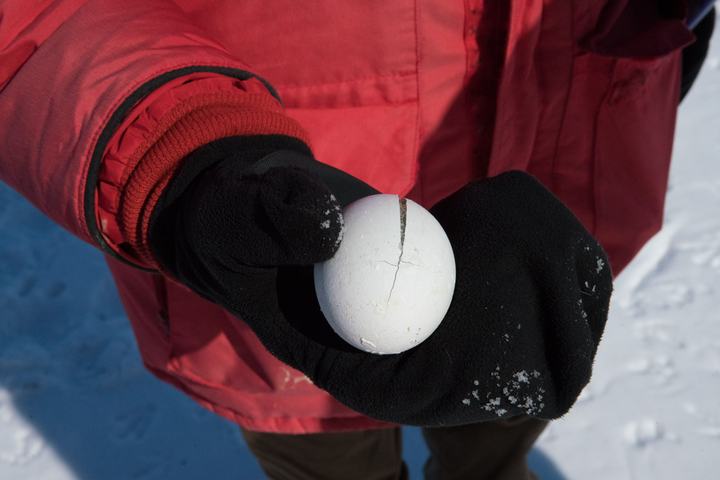An abandoned, frozen penguin egg
